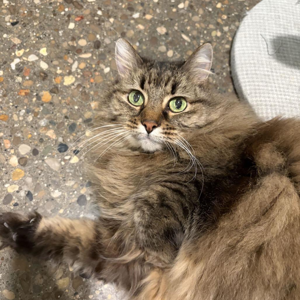 Enlarge Didda (Bonded to Ted), a Adoptable Domestic Long Hair in Louisville, KY image 5/6