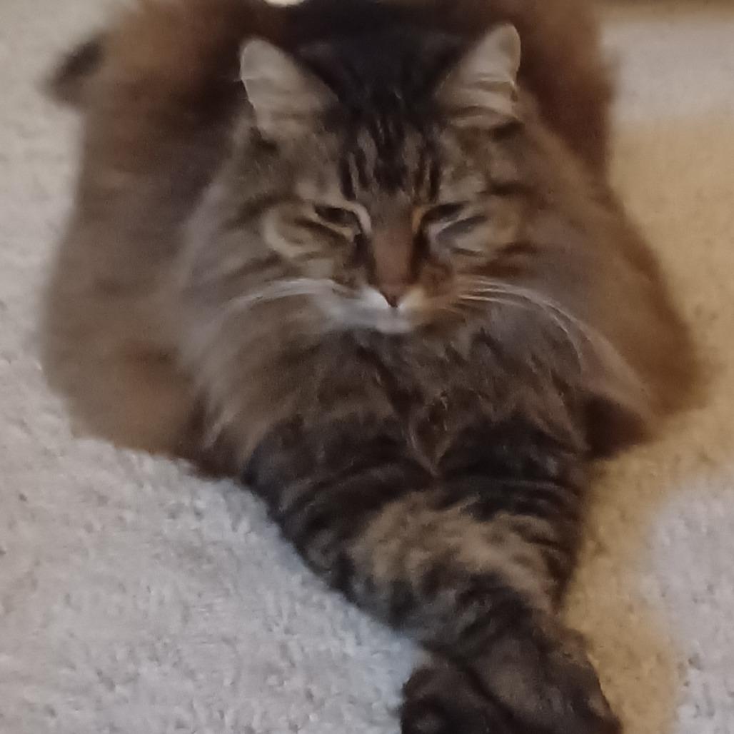Didda (Bonded to Ted), a Adoptable Domestic Long Hair in Louisville, KY image 5/5