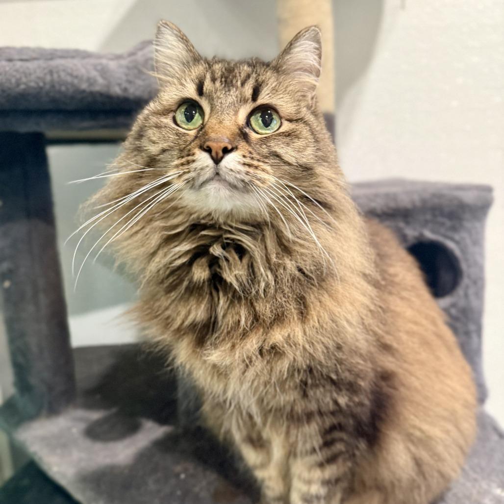 Enlarge Didda (Bonded to Ted), a Adoptable Domestic Long Hair in Louisville, KY image 6/6
