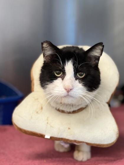 Enlarge Muneco, a ADOPTABLE mixed breed in Sacramento, CA image 2/3