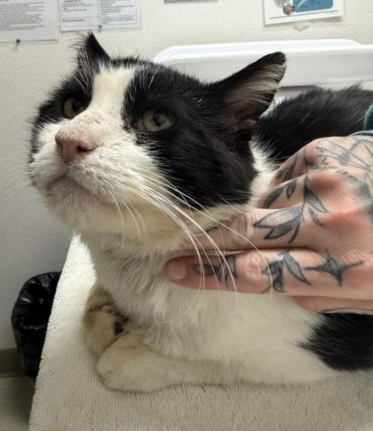 Enlarge Muneco, a ADOPTABLE mixed breed in Sacramento, CA image 3/3