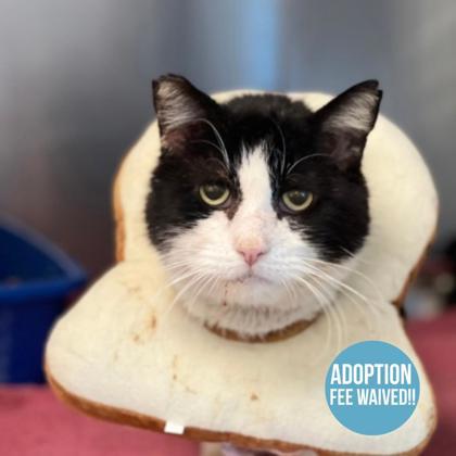 Muneco, ADOPTABLE, Senior Male Domestic Short Hair.