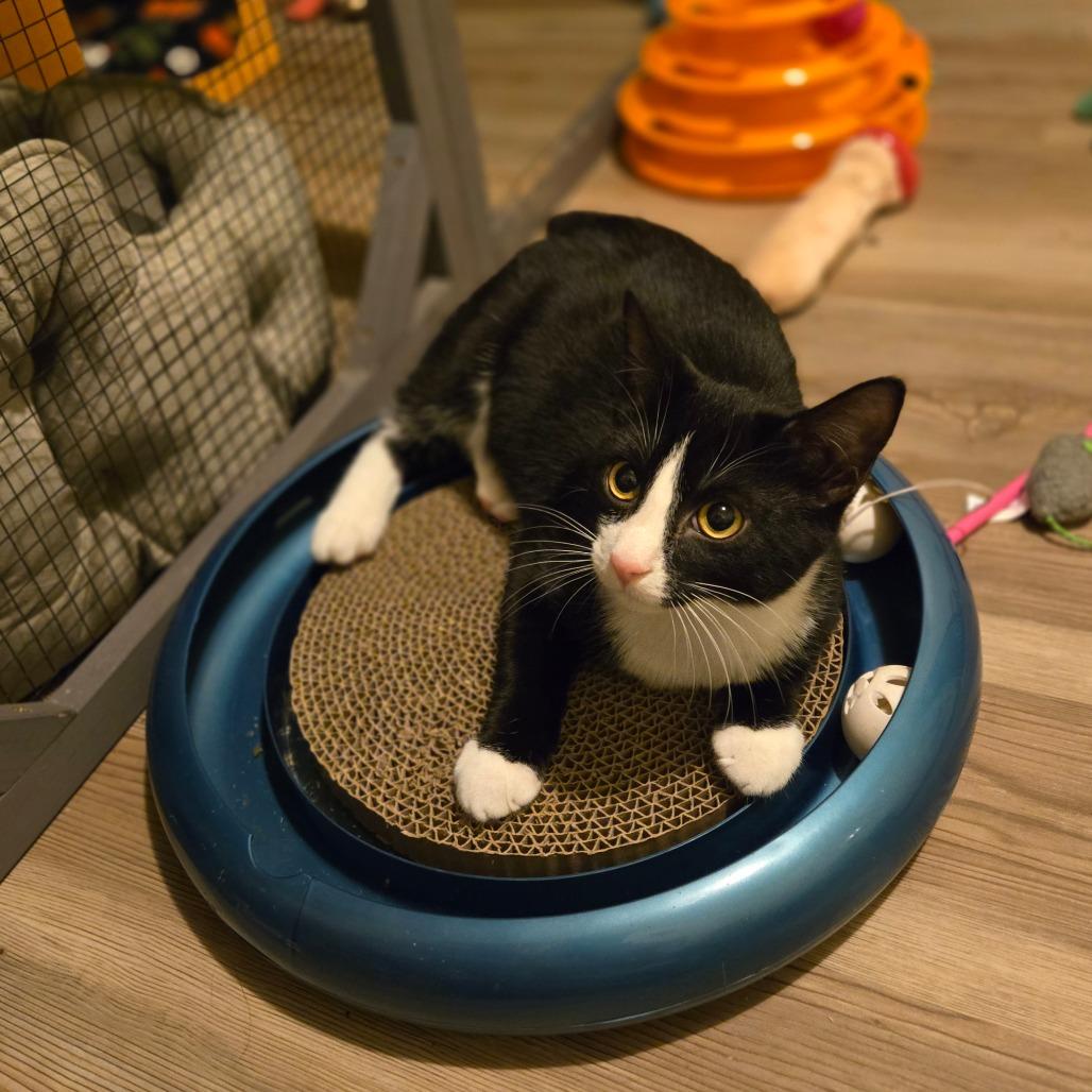 Dill, Adoptable, Young Male Domestic Short Hair.