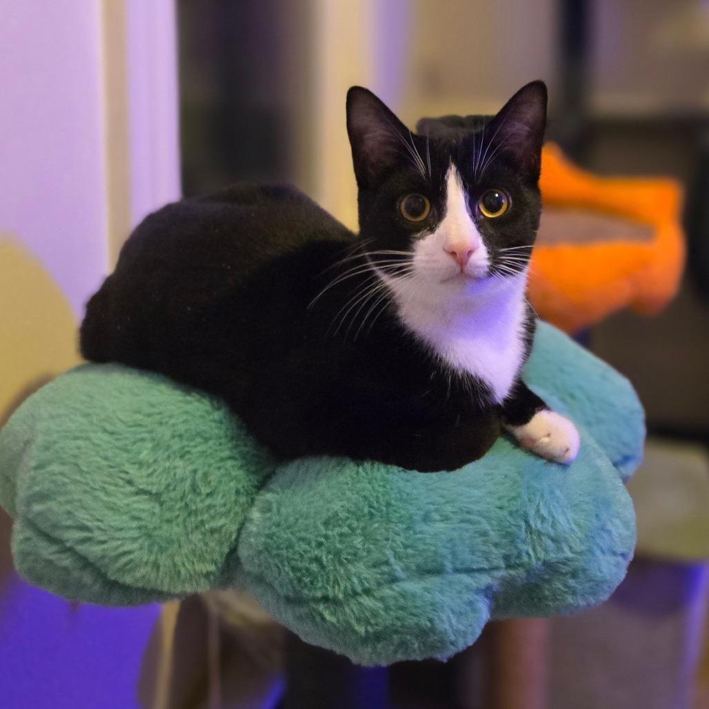 Dill, Adoptable, Young Male Domestic Short Hair.