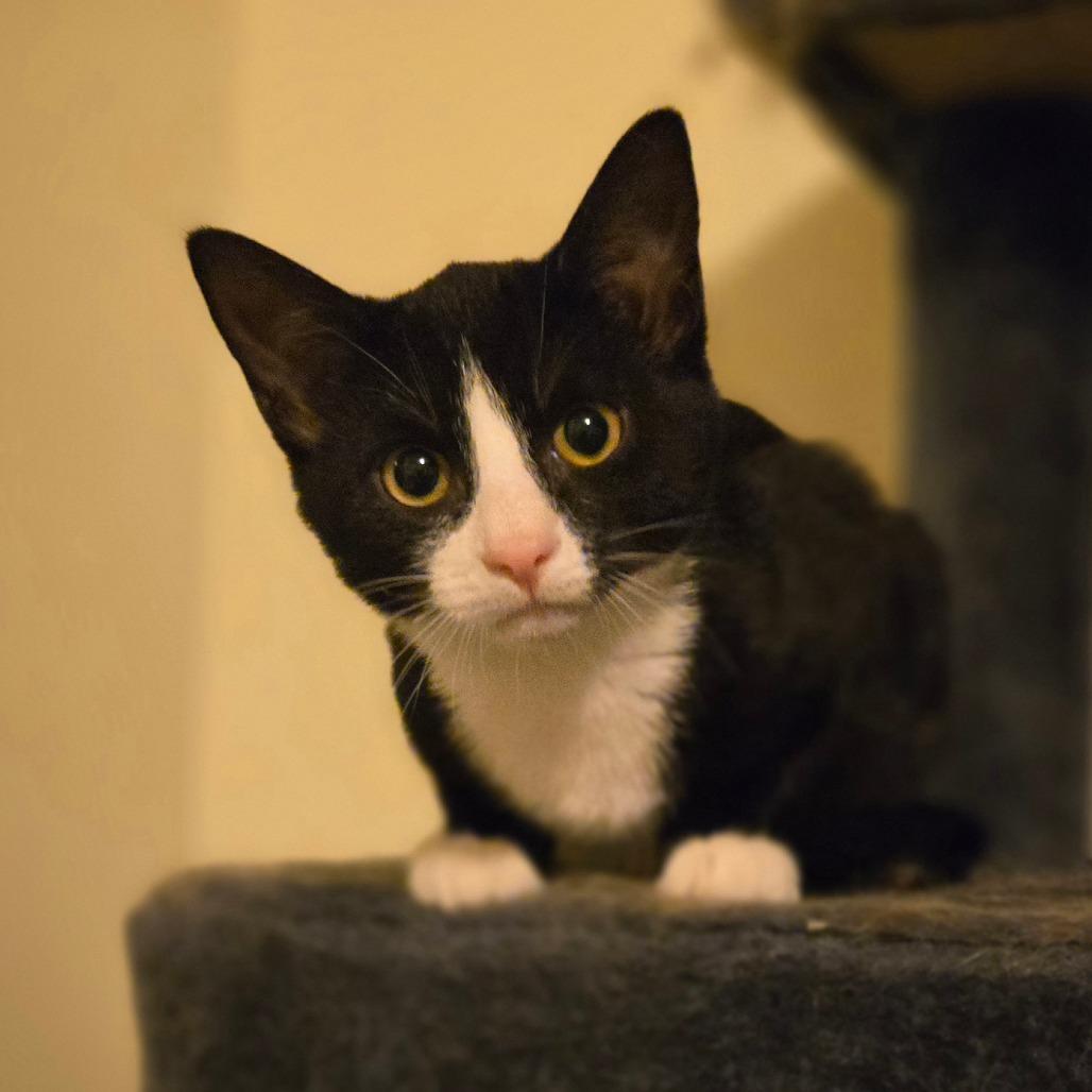 Enlarge Dill, a Adoptable Domestic Short Hair in Ephrata, PA image 2/6