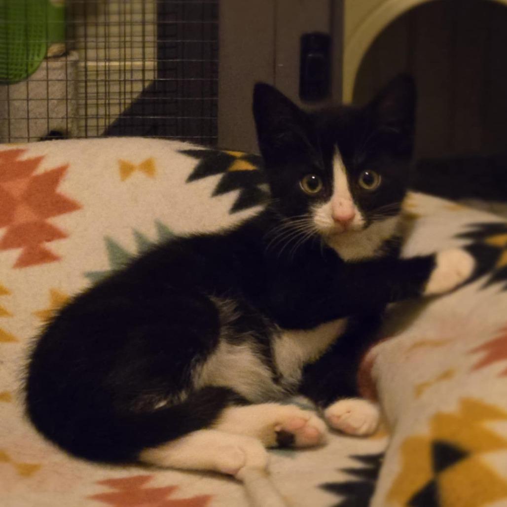 Enlarge Dill, a Adoptable Domestic Short Hair in Ephrata, PA image 3/6