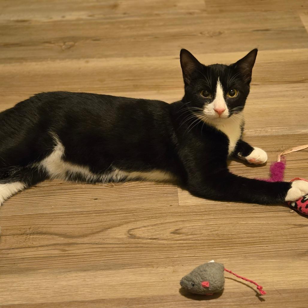 Enlarge Dill, a Adoptable Domestic Short Hair in Ephrata, PA image 4/6