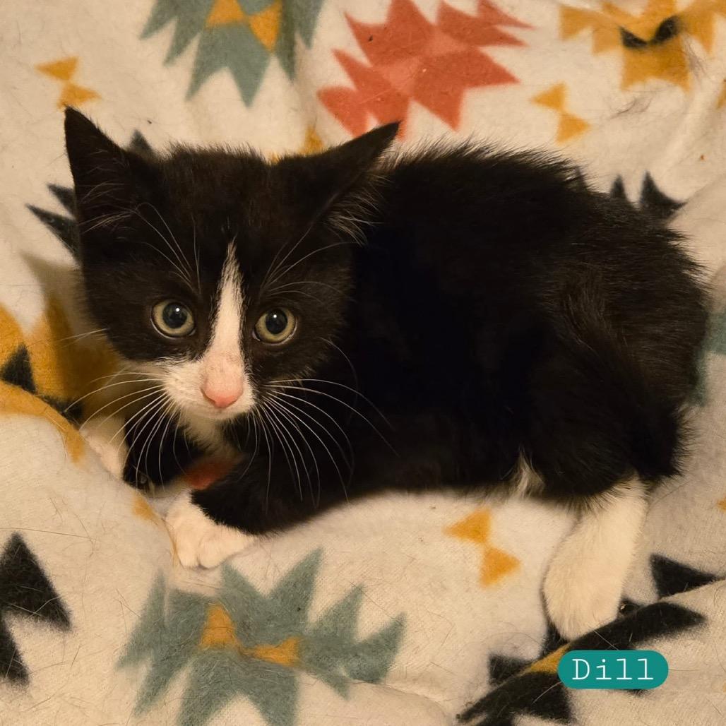 Enlarge Dill, a Adoptable Domestic Short Hair in Ephrata, PA image 5/6