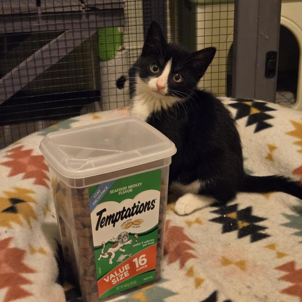 Enlarge Dill, a Adoptable Domestic Short Hair in Ephrata, PA image 6/6