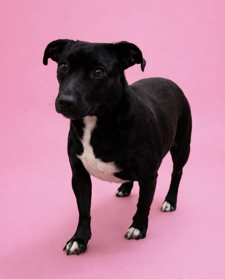 Nugget #0065, ADOPTABLE, Adult Female Black Labrador Retriever.