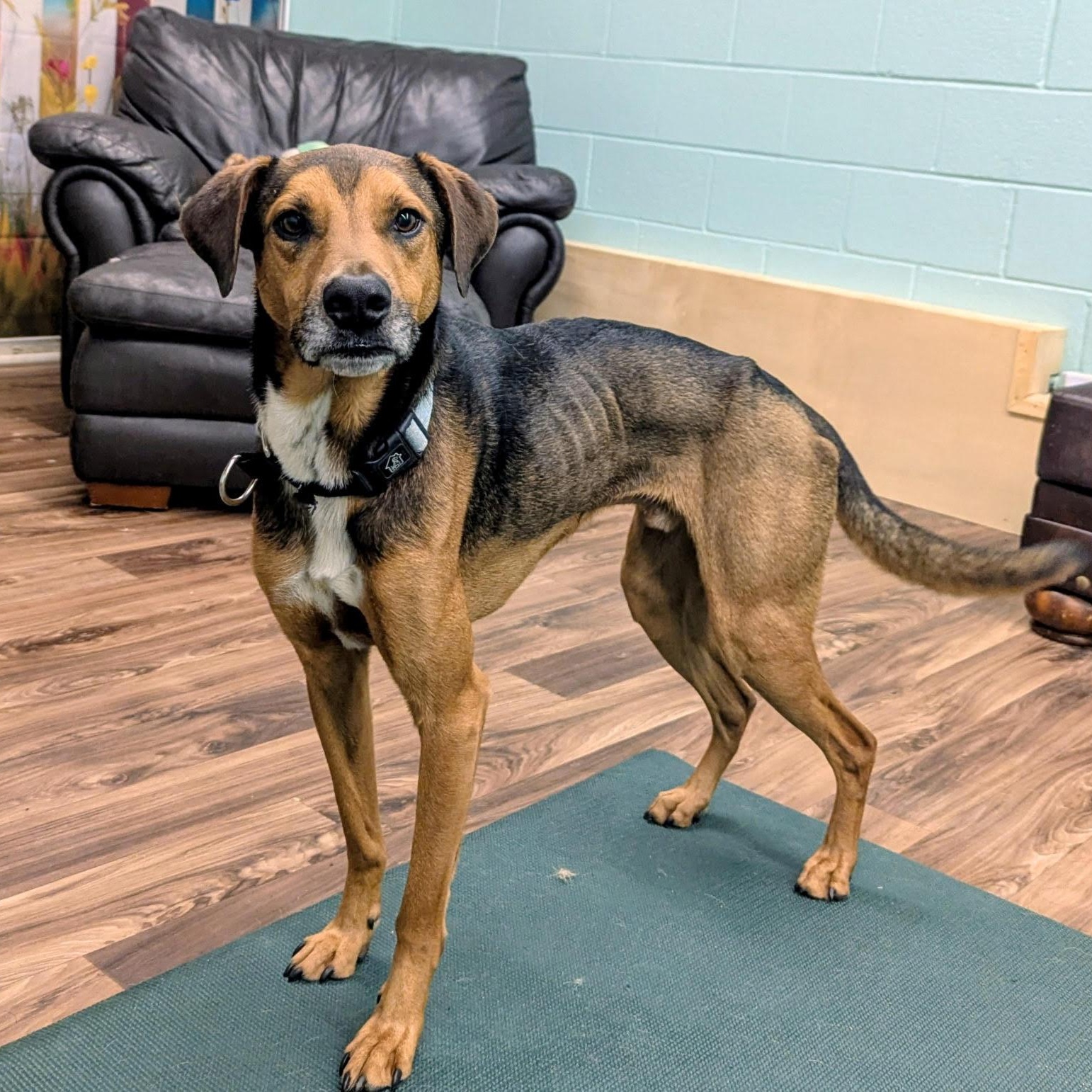 Enlarge Oscar: Loyal Heart, Quiet Soul, a Adoptable mixed breed in Pennington, NJ image 2/5