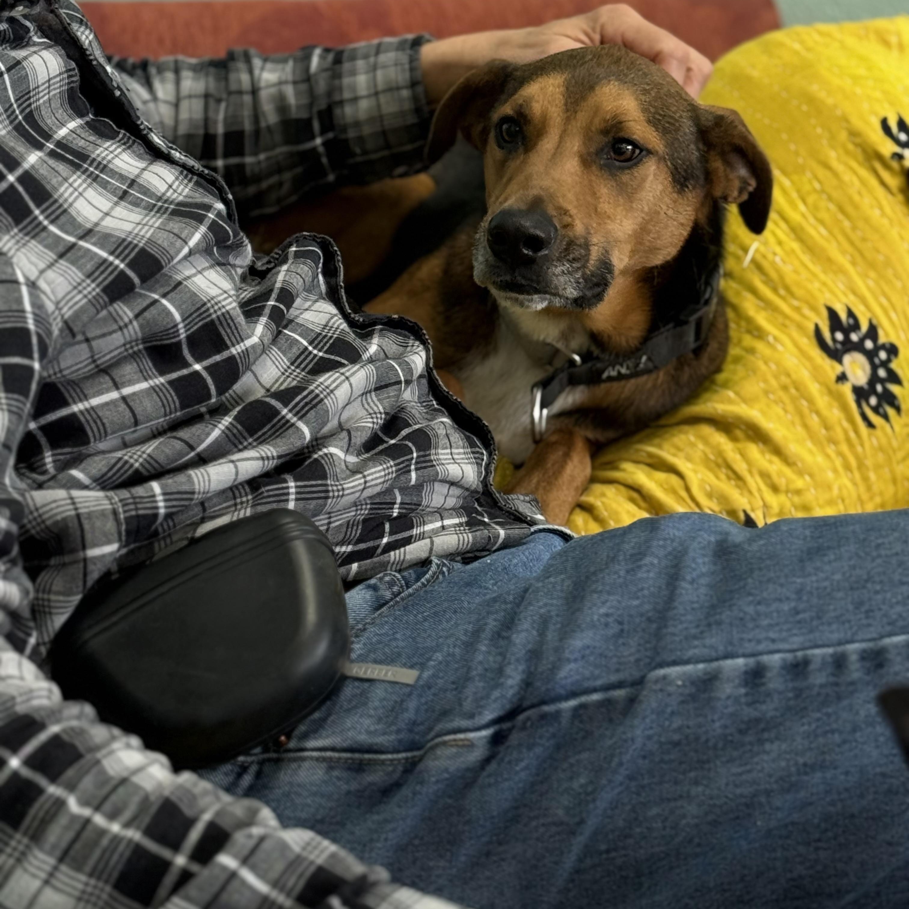 Enlarge Oscar: Loyal Heart, Quiet Soul, a Adoptable mixed breed in Pennington, NJ image 4/5