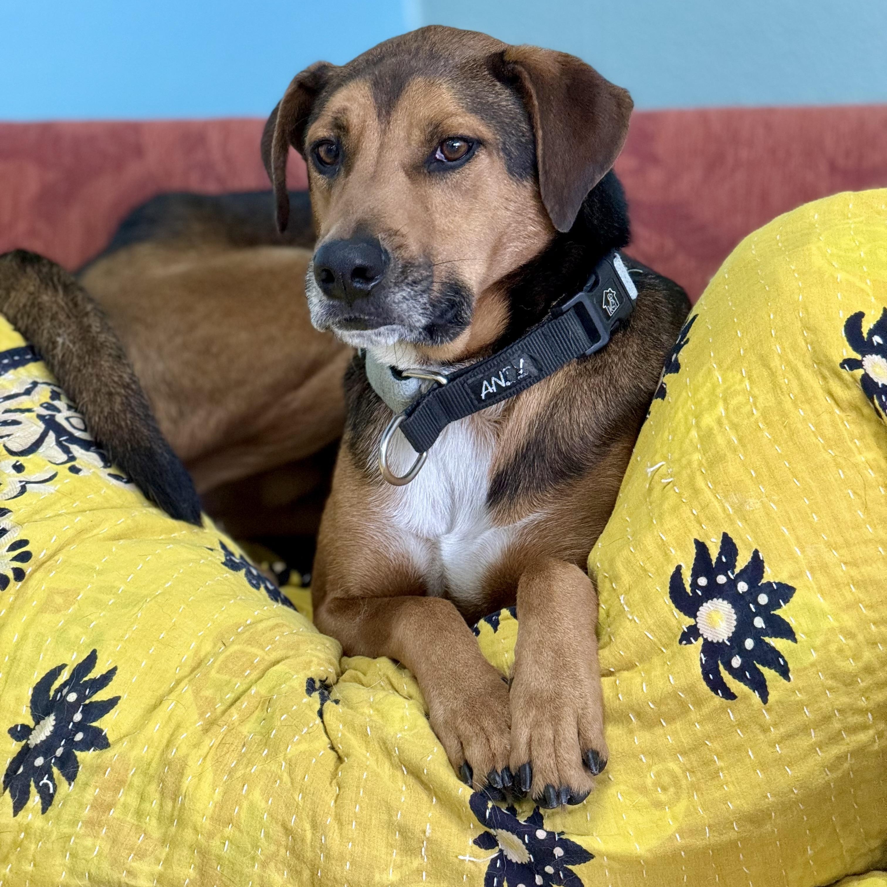 Enlarge Oscar: Loyal Heart, Quiet Soul, a Adoptable mixed breed in Pennington, NJ image 3/5