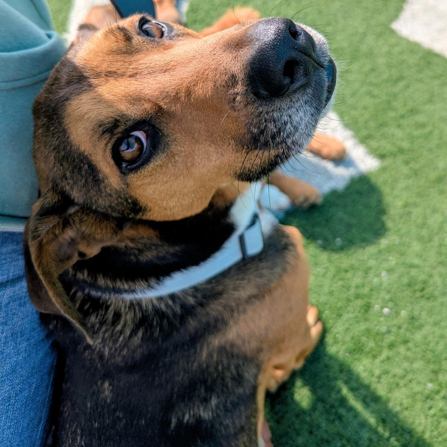 Oscar: Loyal Heart, Quiet Soul, Adoptable, Young Male Terrier.
