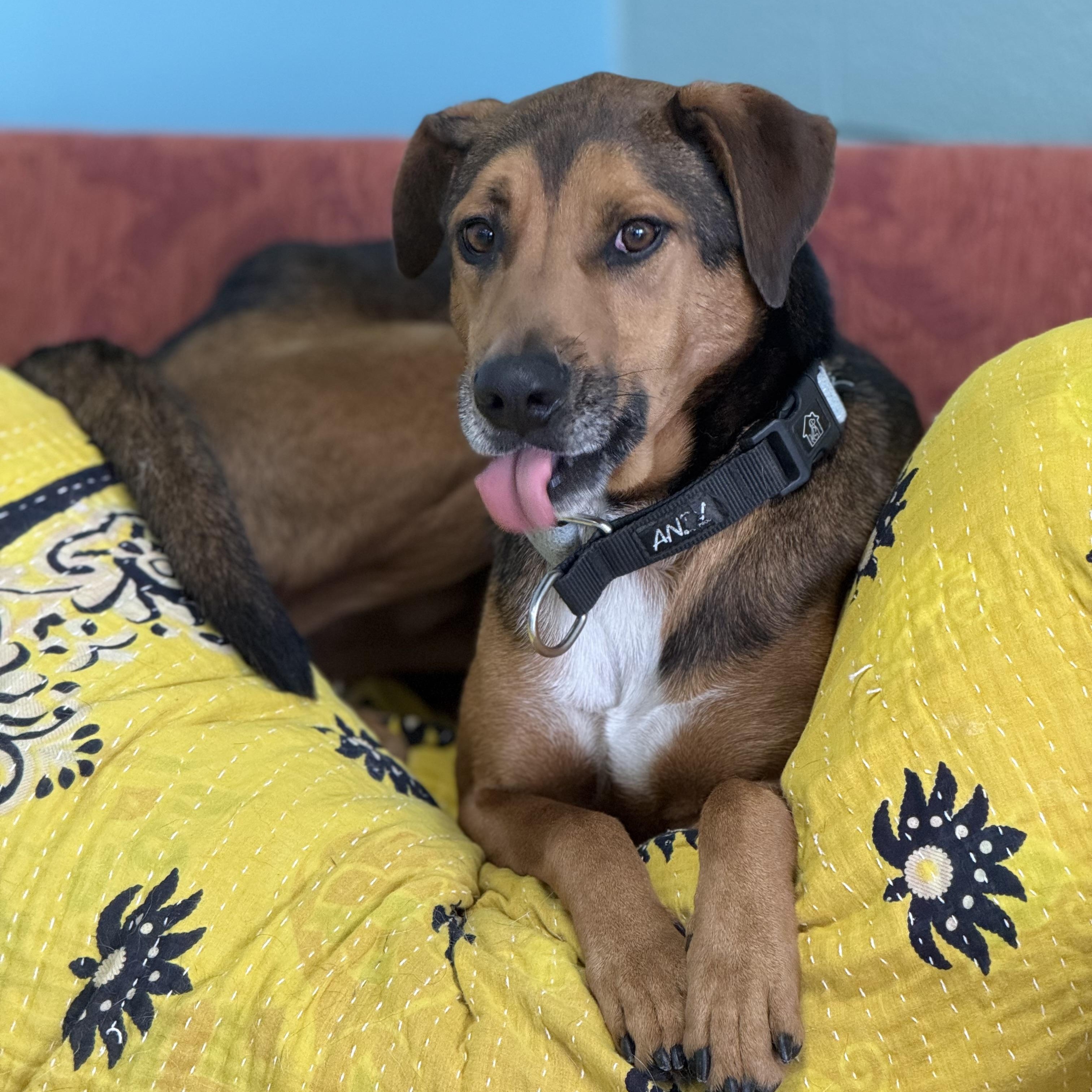 Enlarge Oscar: Loyal Heart, Quiet Soul, a Adoptable mixed breed in Pennington, NJ image 5/5