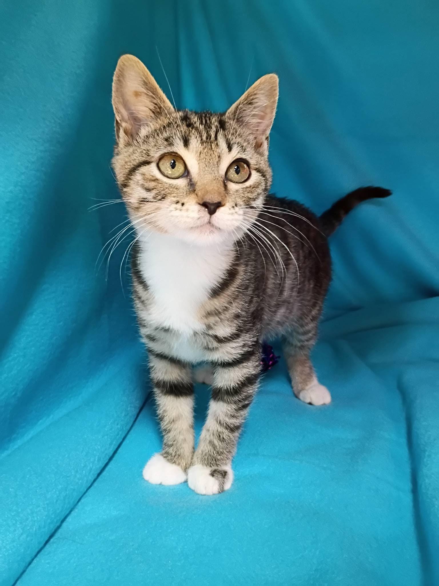 Zelda, ADOPTABLE, Kitten Female Domestic Short Hair.