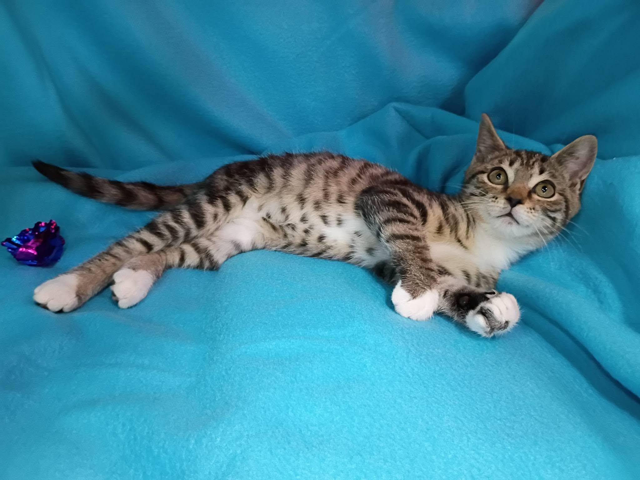 Zelda, a ADOPTABLE Domestic Short Hair in Morgantown, WV image 6/6