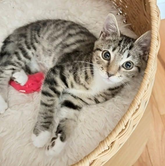 Zelda, a ADOPTABLE Domestic Short Hair in Morgantown, WV image 2/6