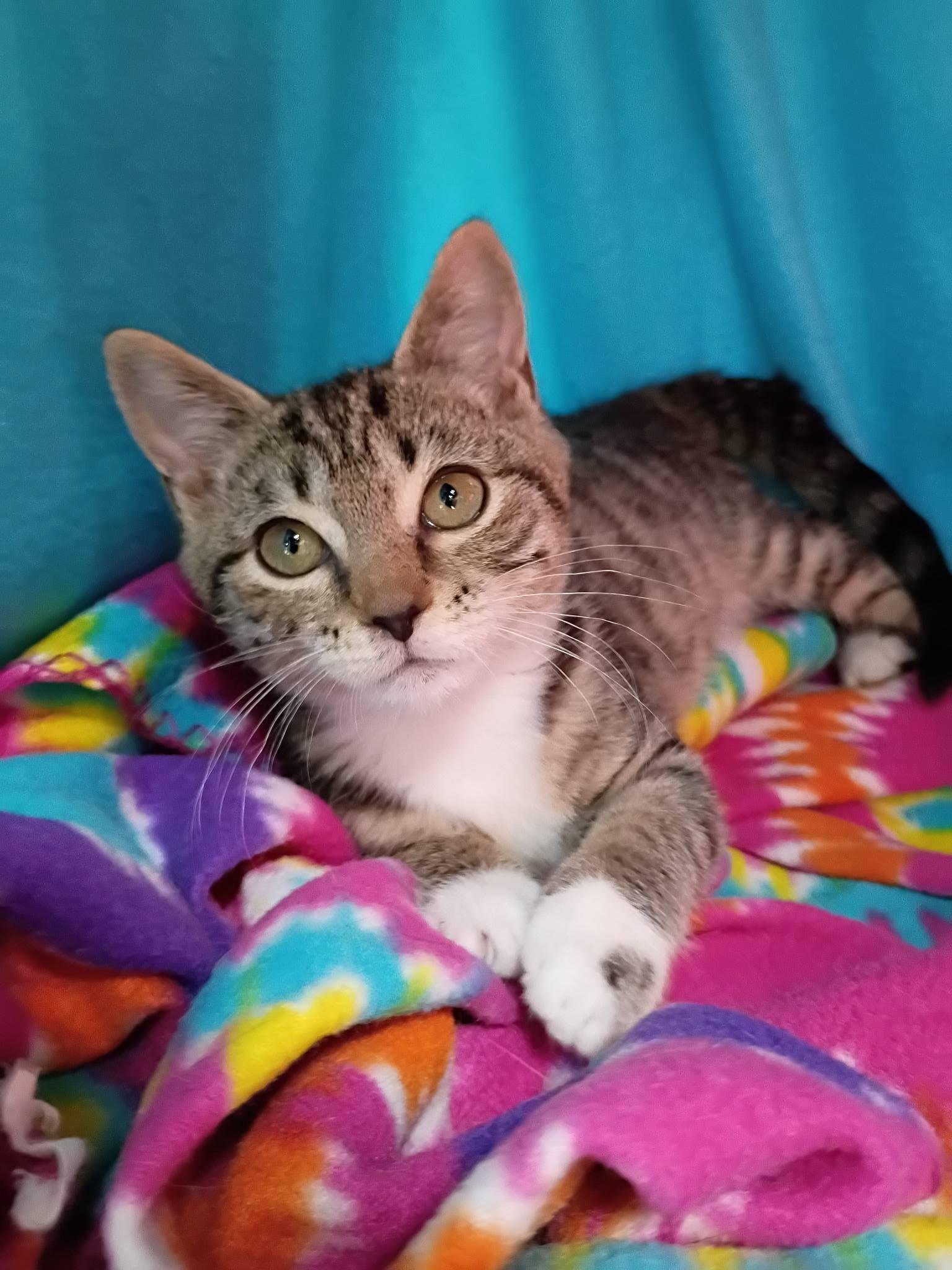 Zelda, a ADOPTABLE Domestic Short Hair in Morgantown, WV image 4/6