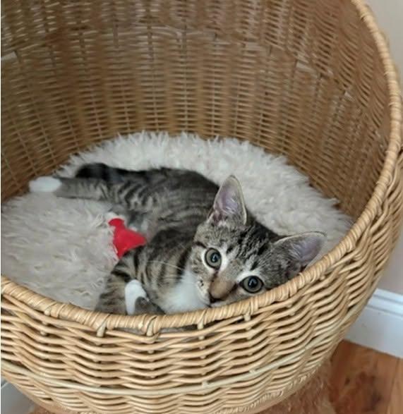Zelda, a ADOPTABLE Domestic Short Hair in Morgantown, WV image 5/6