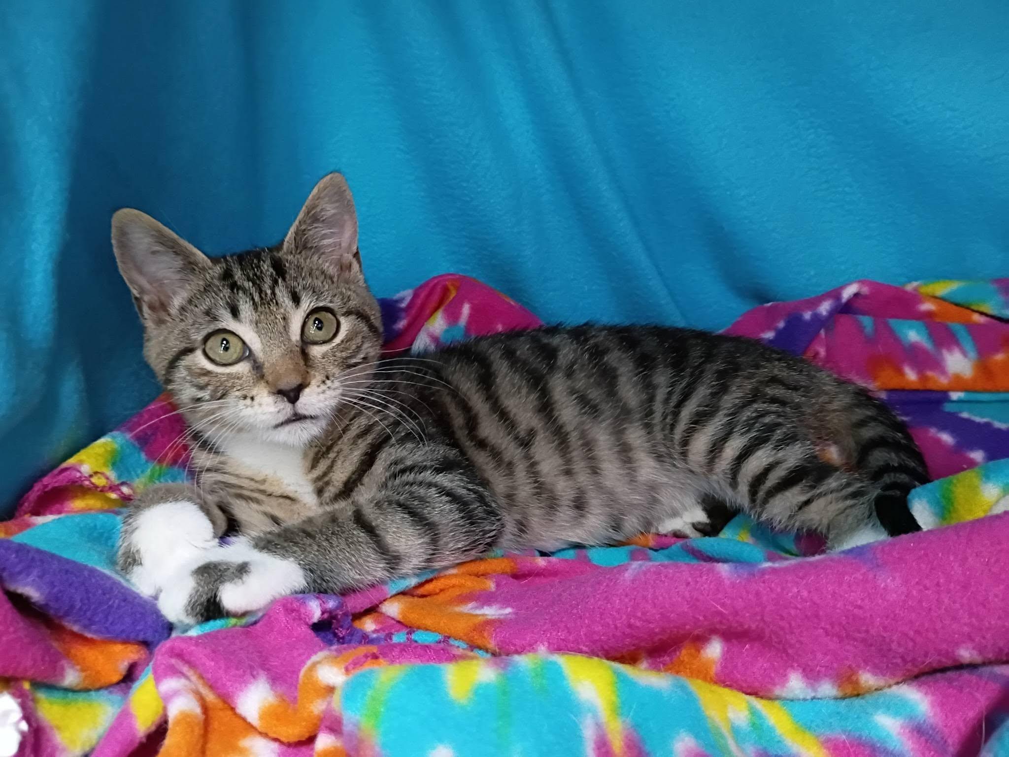Zelda, a ADOPTABLE Domestic Short Hair in Morgantown, WV image 3/6