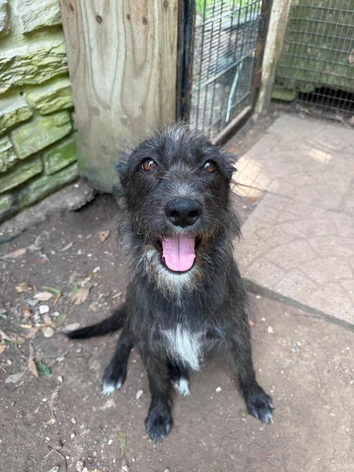 Enlarge Oceana, a ADOPTABLE mixed breed in Winnie, TX image 1/2