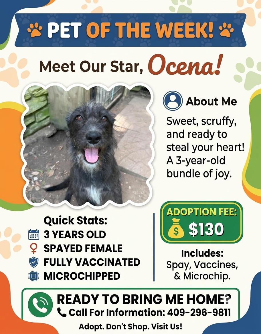 Enlarge Oceana, a ADOPTABLE mixed breed in Winnie, TX image 2/2