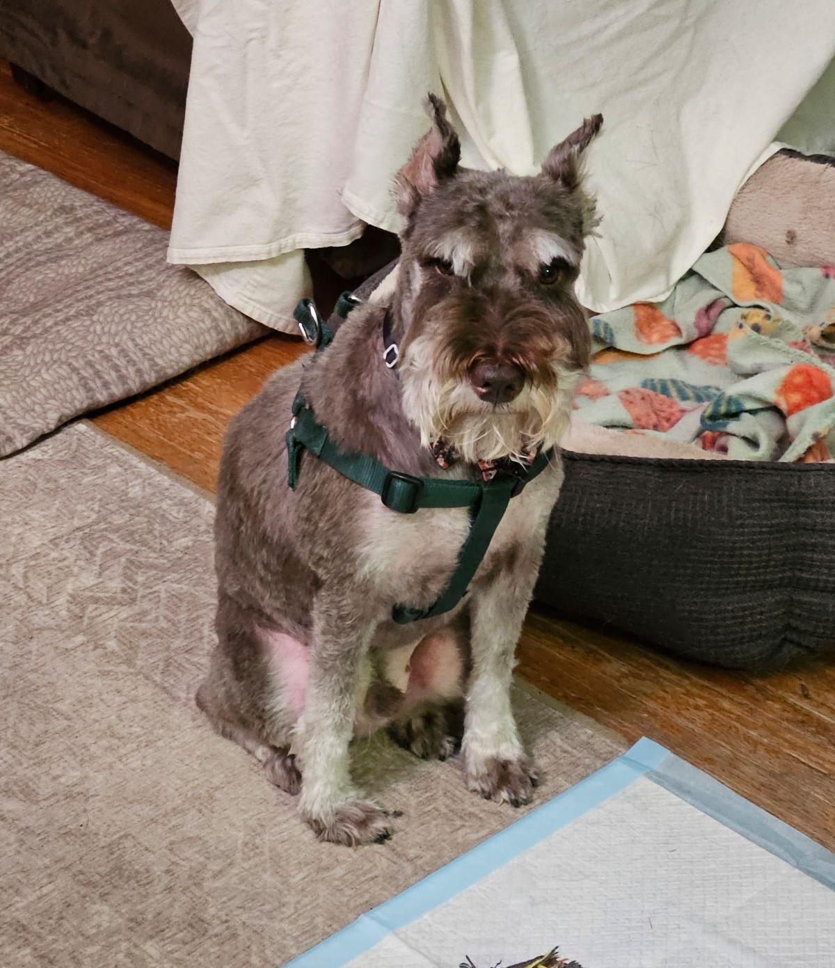 Enlarge JoJo, a Adoptable Miniature Schnauzer in Fanwood, NJ image 2/5