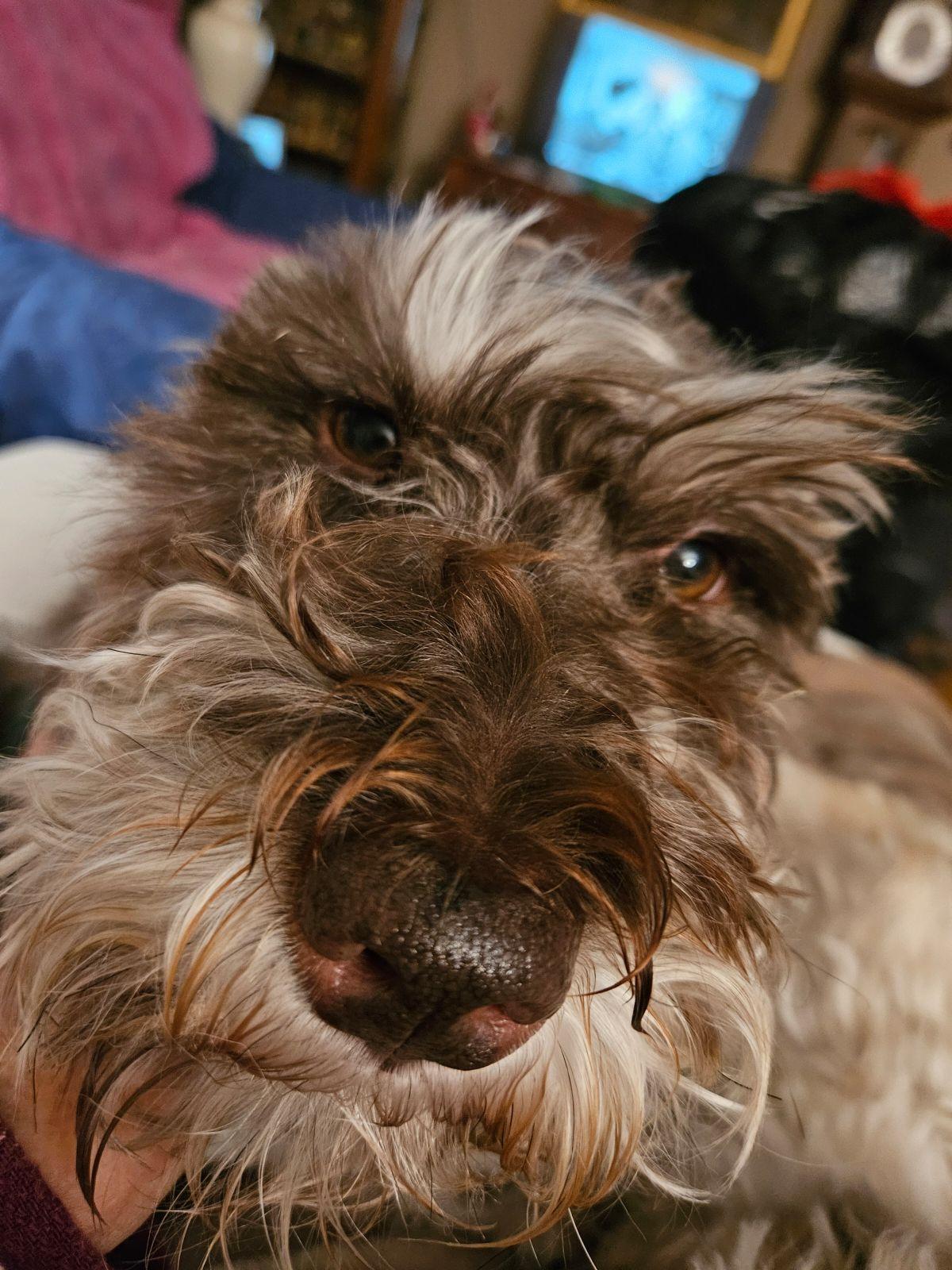 Enlarge JoJo, a Adoptable Miniature Schnauzer in Fanwood, NJ image 3/5