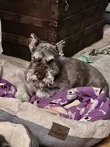 Enlarge JoJo, a Adoptable Miniature Schnauzer in Fanwood, NJ image 4/5