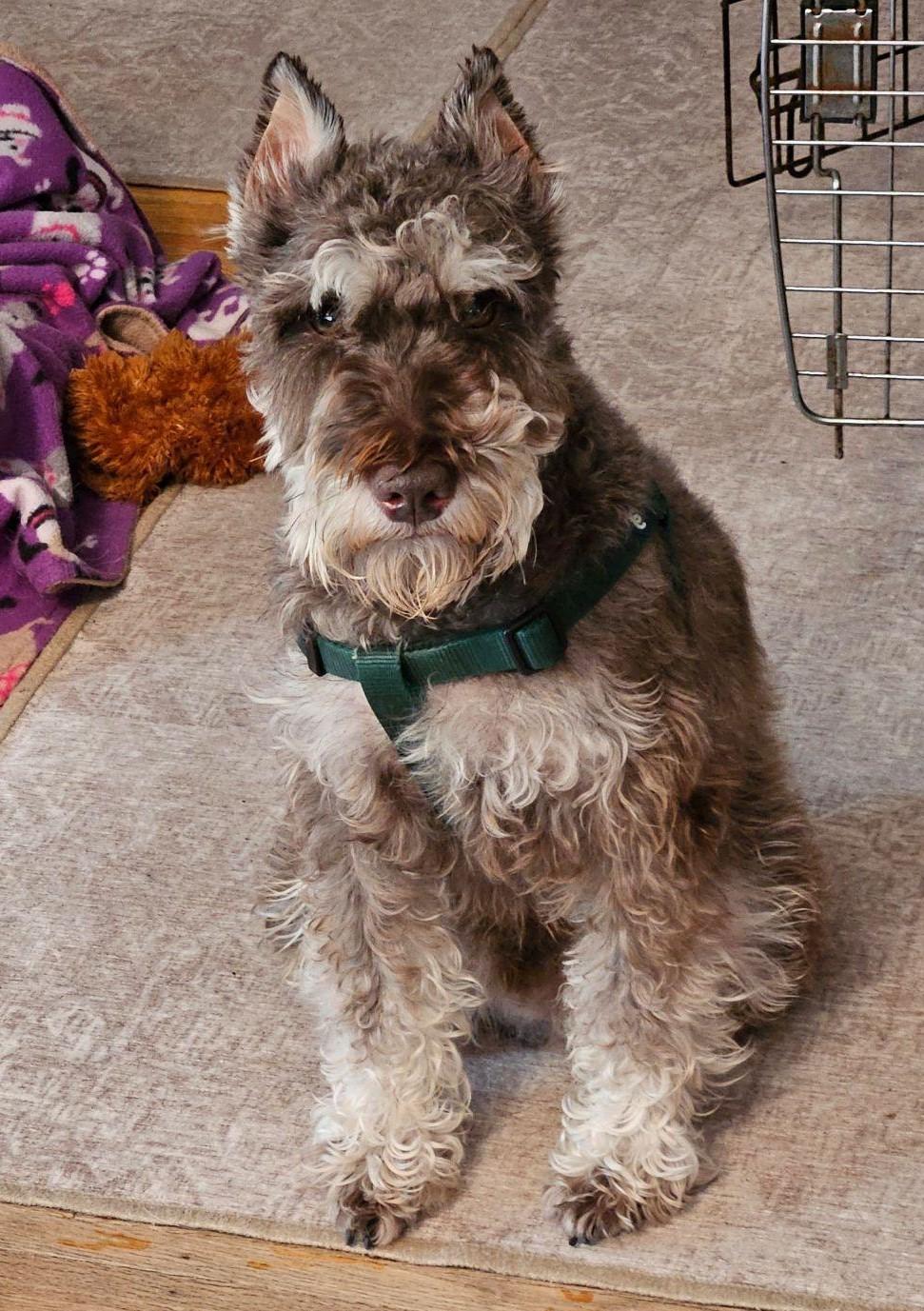 Enlarge JoJo, a Adoptable Miniature Schnauzer in Fanwood, NJ image 1/5