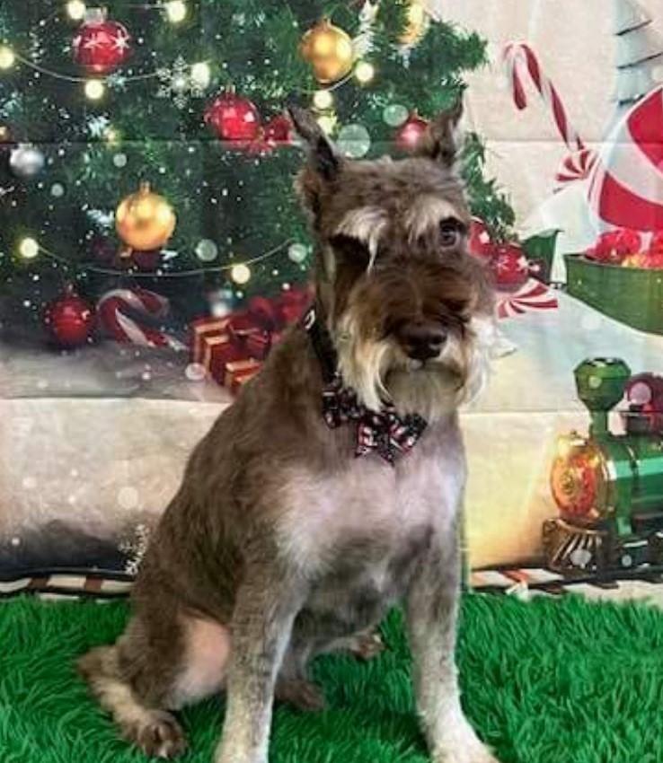 Enlarge JoJo, a Adoptable Miniature Schnauzer in Fanwood, NJ image 5/5