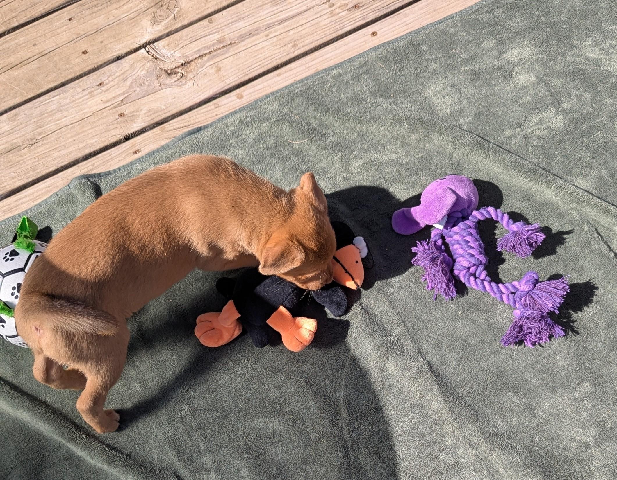 Enlarge Caitlin, a Adopted mixed breed in Westmoreland, KS image 1/2