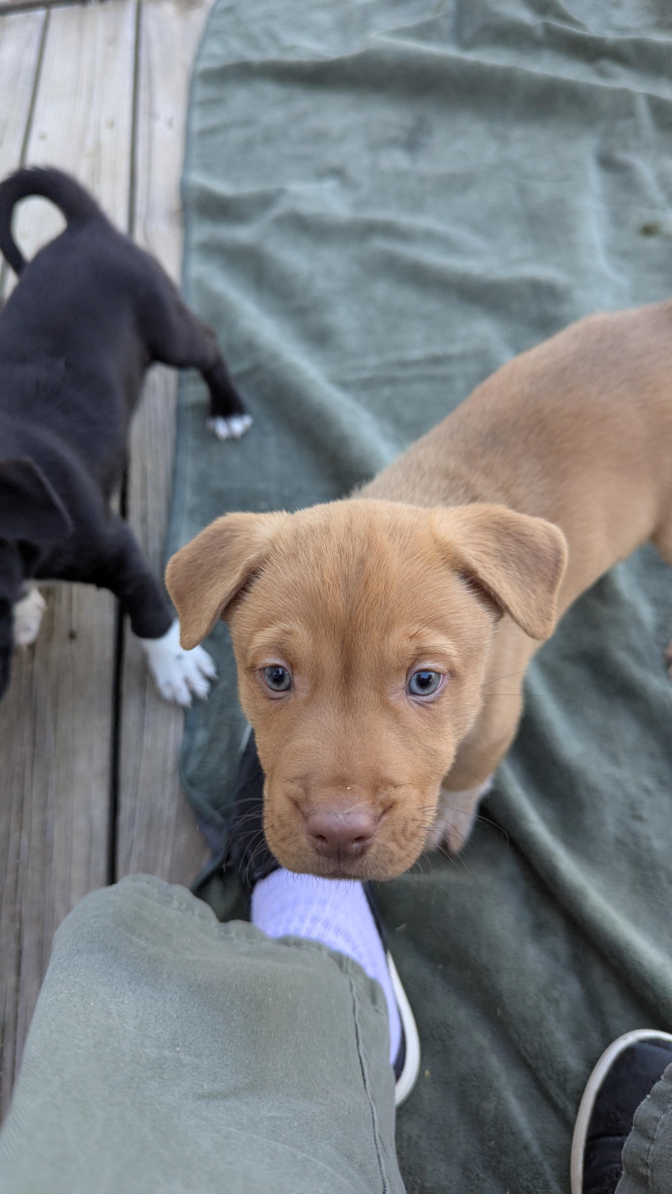 Enlarge Caitlin, a Adopted mixed breed in Westmoreland, KS image 2/2