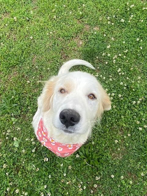 Enlarge Ruth , a ADOPTABLE Great Pyrenees in Fayetteville, AR image 2/5