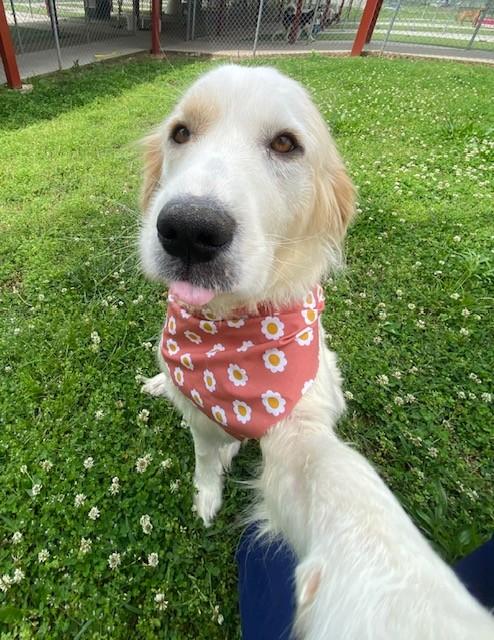 Enlarge Ruth , a ADOPTABLE Great Pyrenees in Fayetteville, AR image 5/5