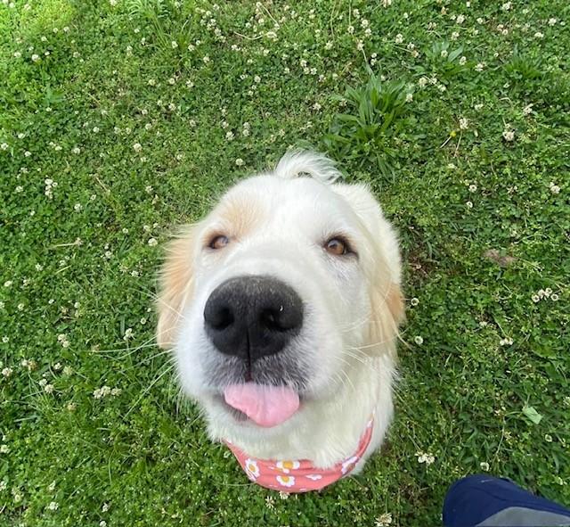 Ruth , ADOPTABLE, Adult Female Great Pyrenees.