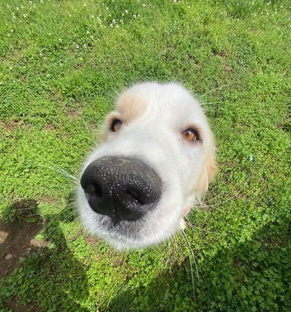 Enlarge Ruth , a ADOPTABLE Great Pyrenees in Fayetteville, AR image 3/5