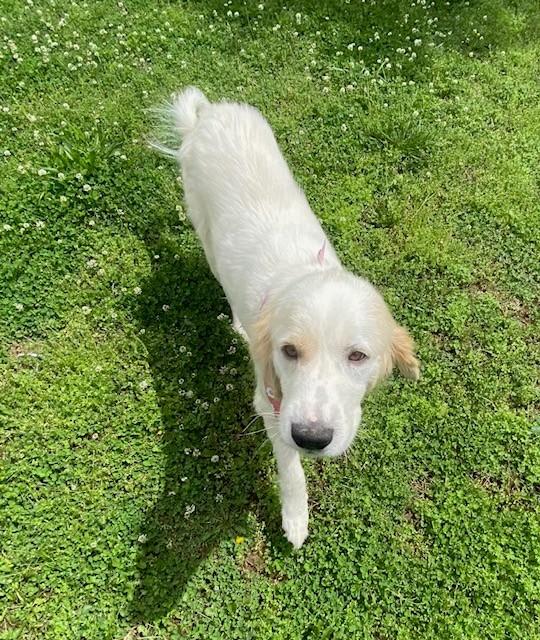 Enlarge Ruth , a ADOPTABLE Great Pyrenees in Fayetteville, AR image 4/5