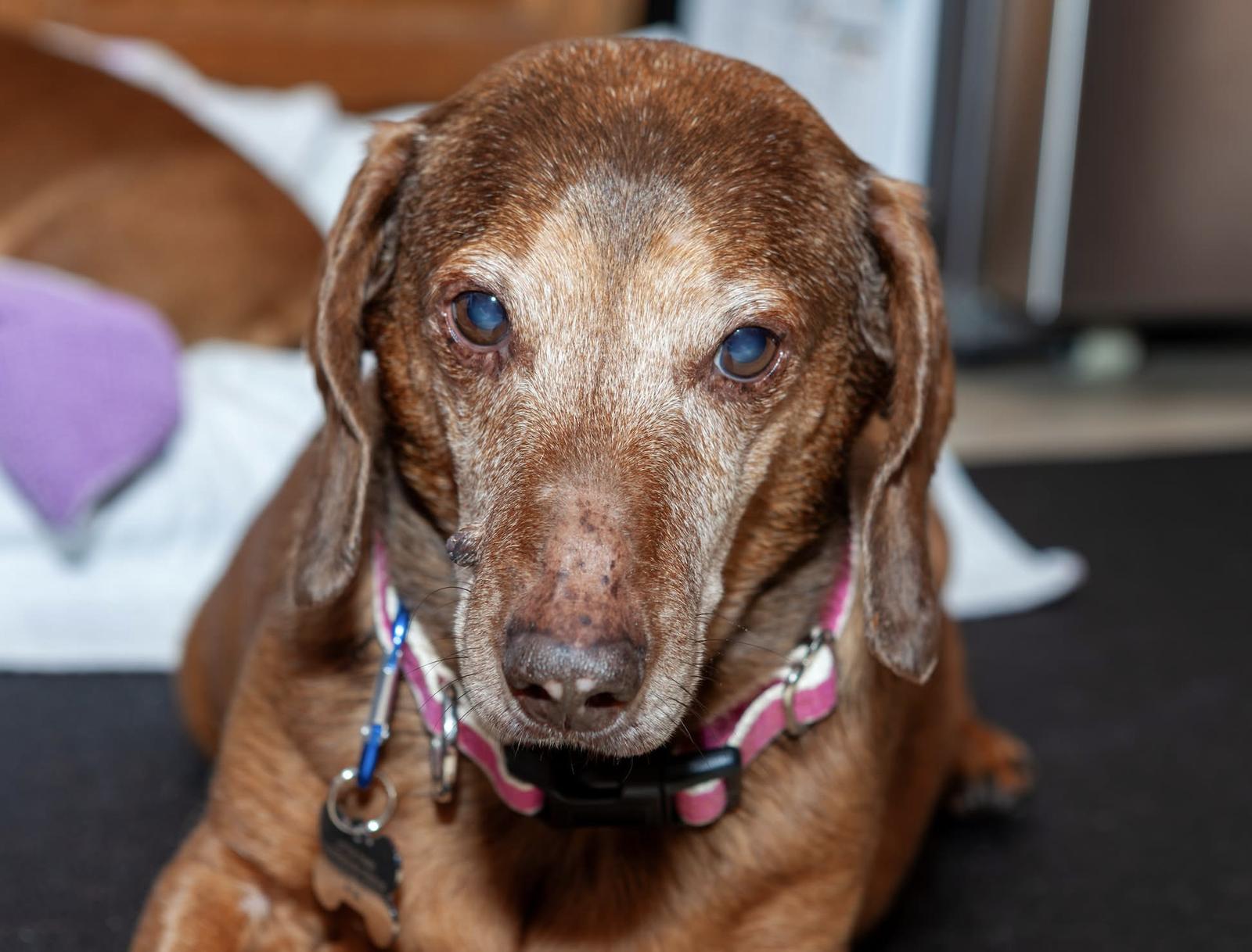 Enlarge Lily5 (Bonded with Abby4), a Adopted Dachshund in West Columbia, SC image 1/1