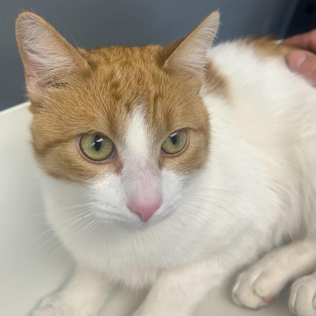 Hickory, Adoptable, Young Male Domestic Short Hair.