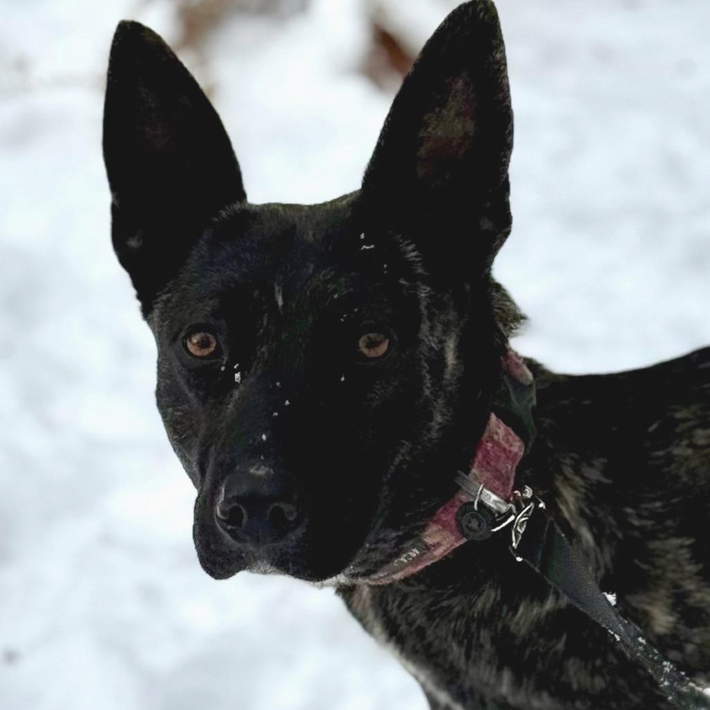 Cocoa, Adoptable, Young Female Shepherd.