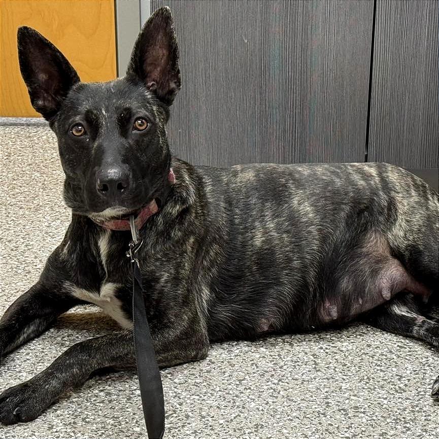 Enlarge Cocoa, a Adoptable Shepherd in West Chester, PA image 2/2