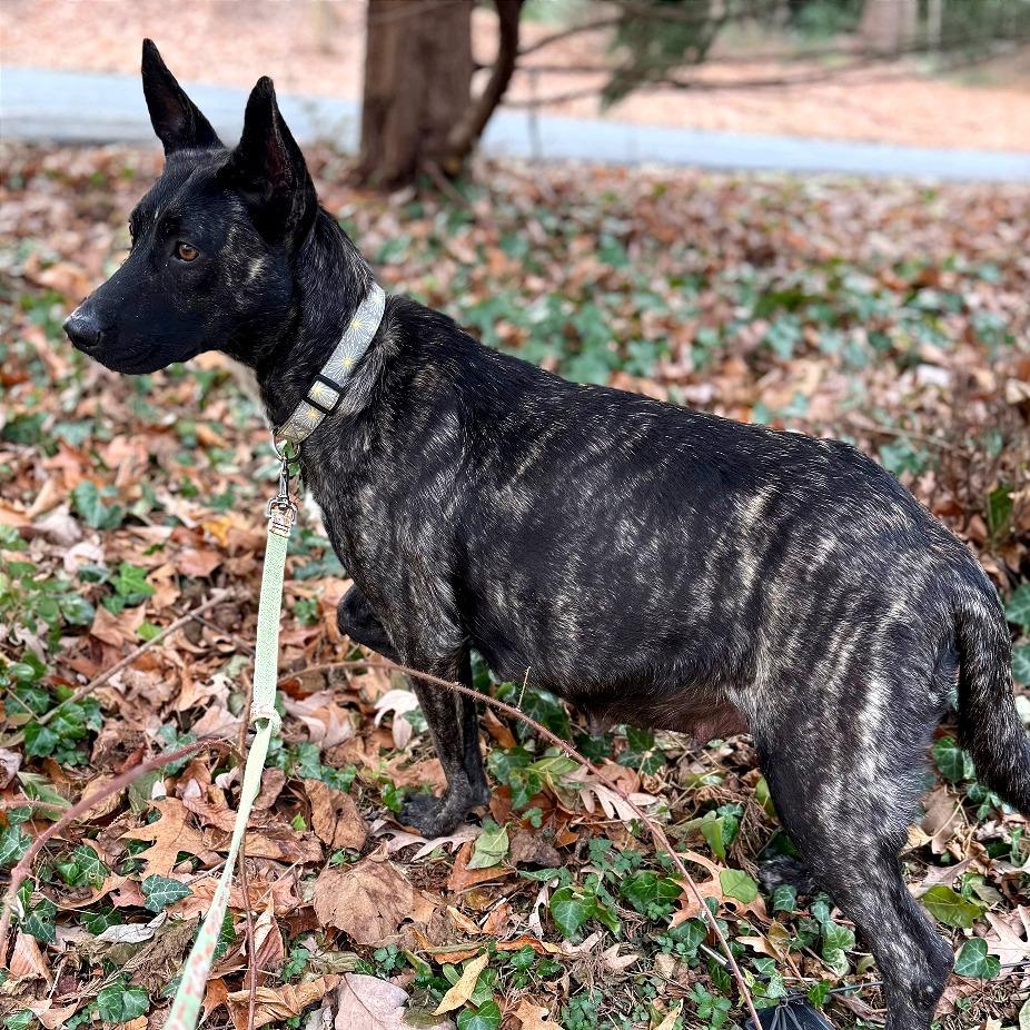 Enlarge Cocoa, a Adoptable mixed breed in West Chester, PA image 3/3