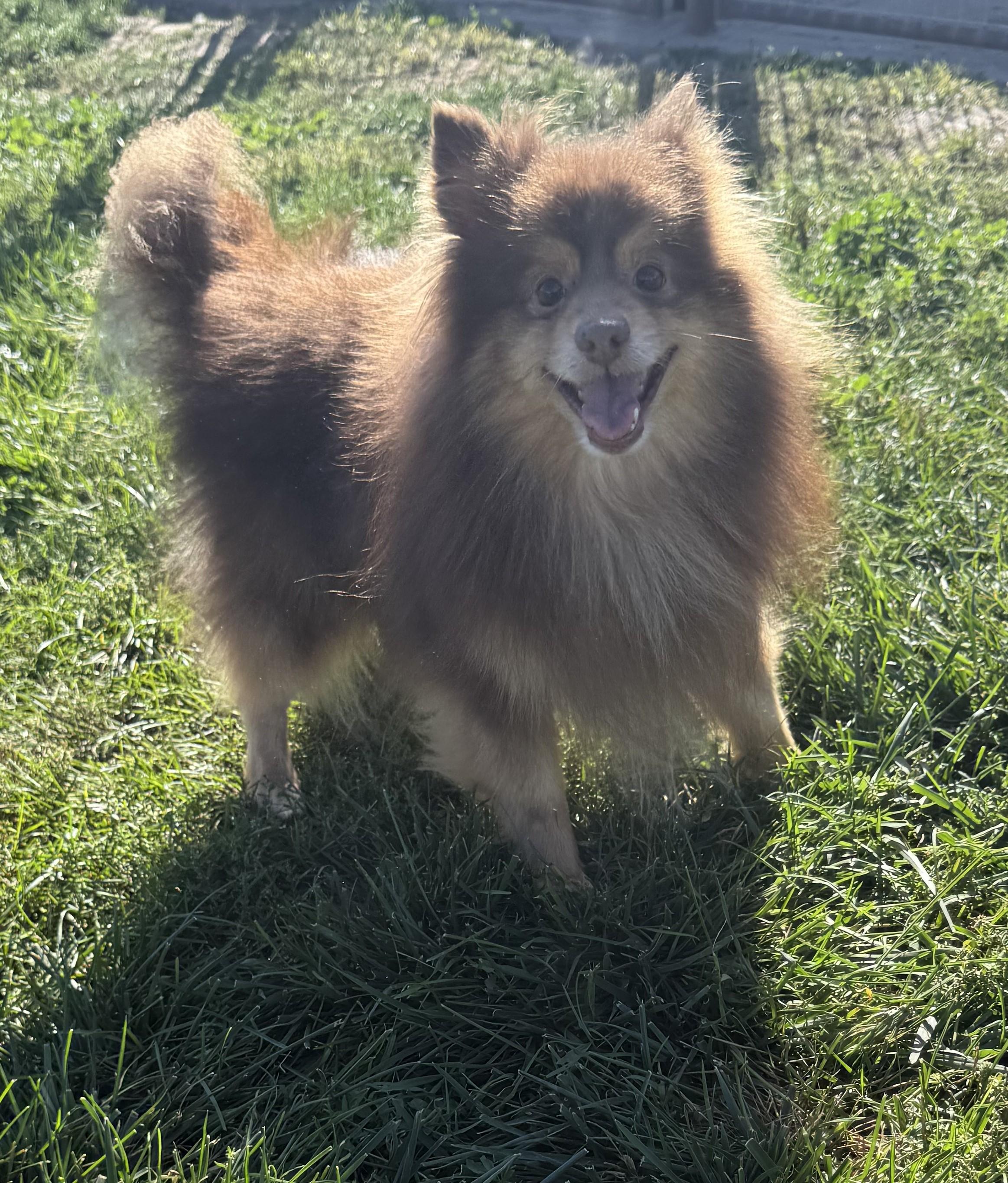 Benedict, an adoptable Pomeranian in Grant, NE, 69140 | Photo Image 1