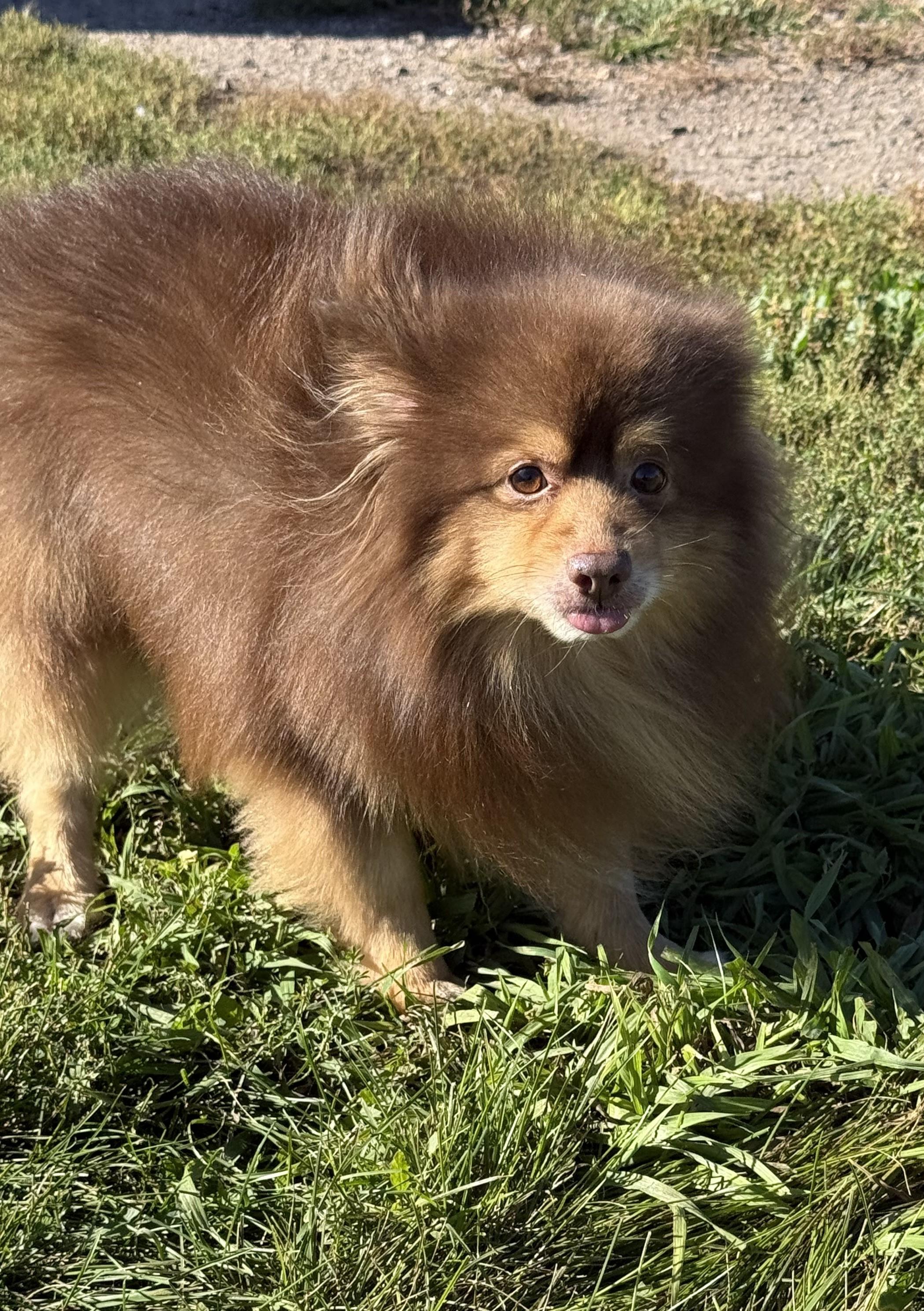 Benedict, an adoptable Pomeranian in Grant, NE, 69140 | Photo Image 3