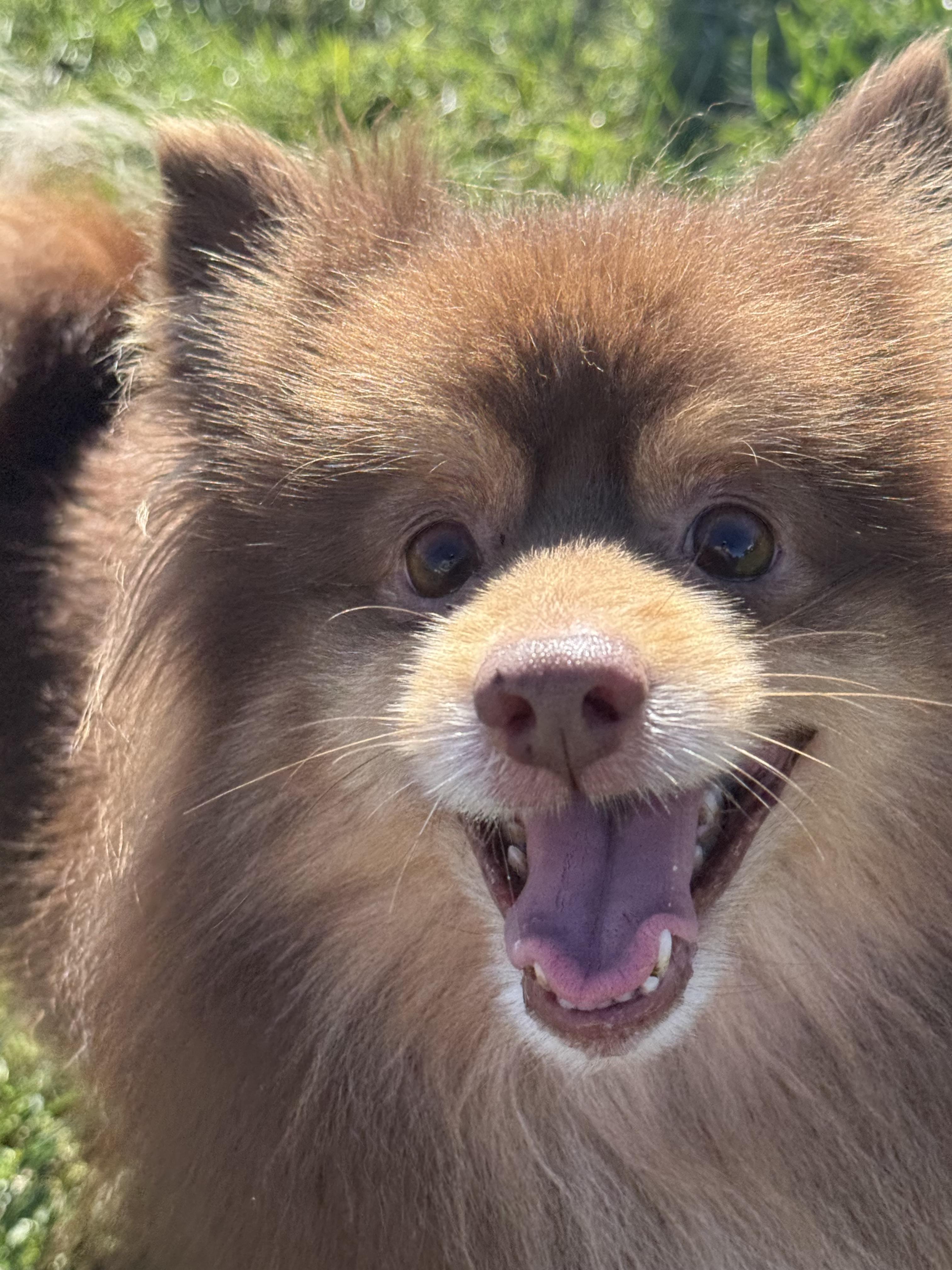 Benedict, an adoptable Pomeranian in Grant, NE, 69140 | Photo Image 4