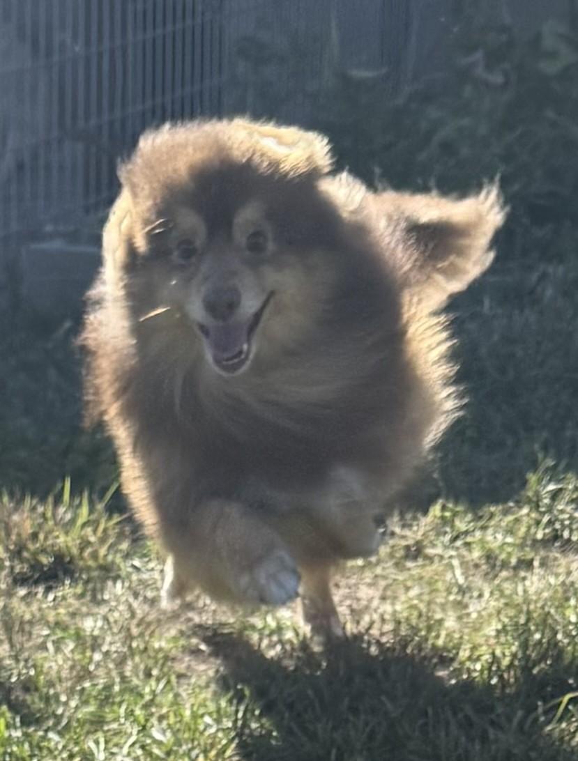 Benedict, an adoptable Pomeranian in Grant, NE, 69140 | Photo Image 2