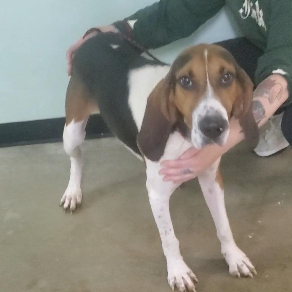 Jake (HW+), adopted, Adult Male Treeing Walker Coonhound.