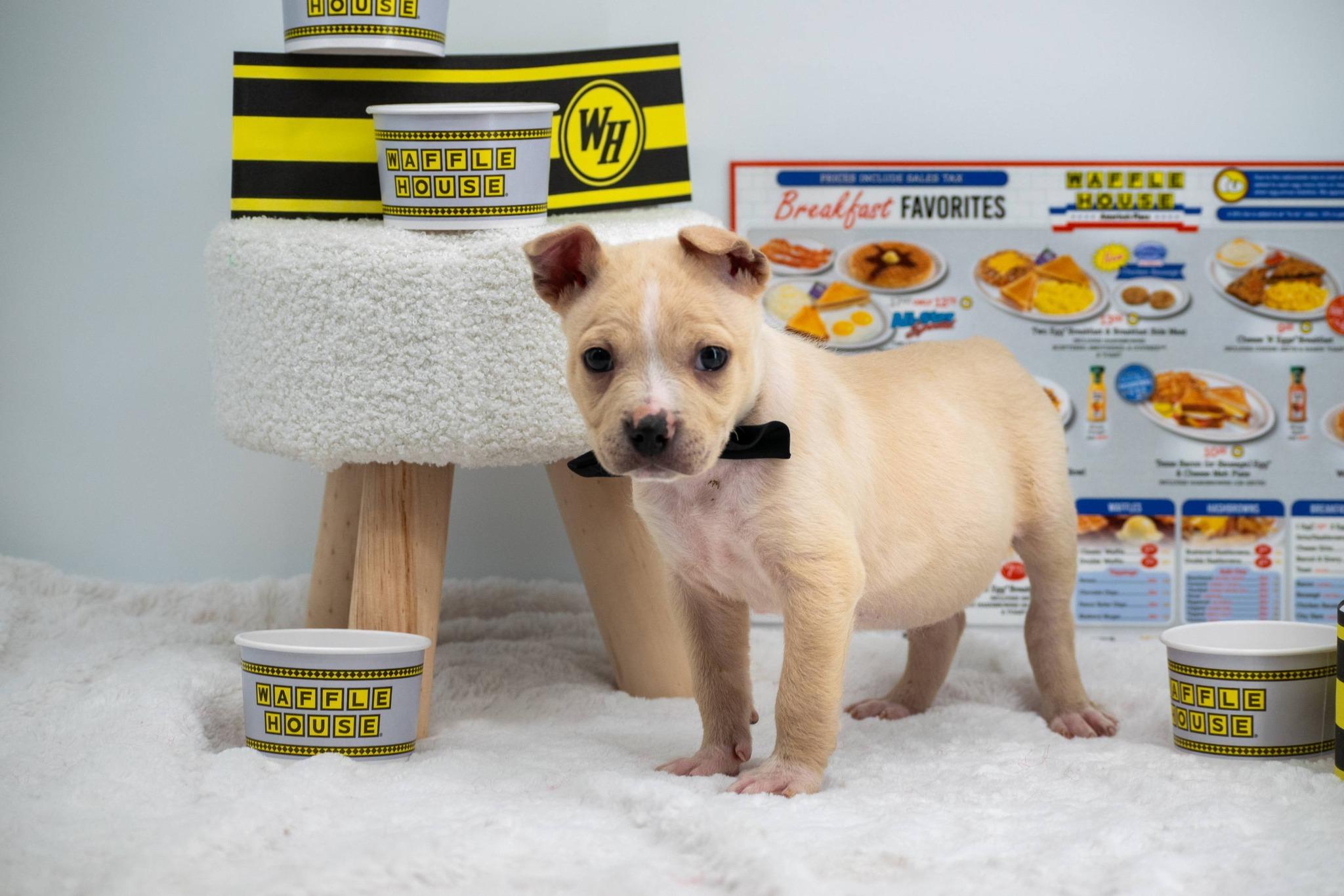 Enlarge Smothered, a ADOPTABLE mixed breed in Sevierville, TN image 2/5